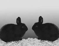 lapins en niveaux de gris