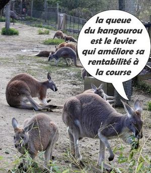 kangourous