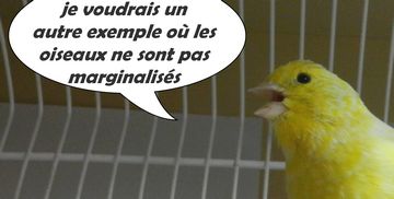 canari